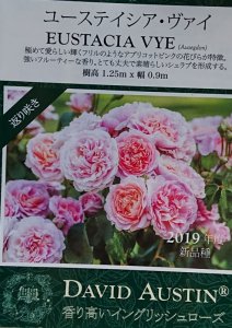 画像4: ユーステイシア　ヴァイ　【Eustacia Vye】 (4)