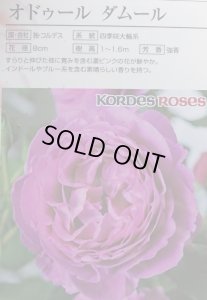 画像2: オドゥール　ダムール【Odeur d'Amour】 (2)