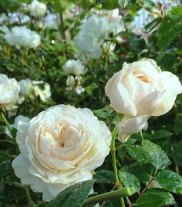 画像5: シンファ (5)