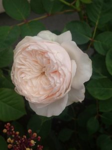 画像3: シンファ (3)