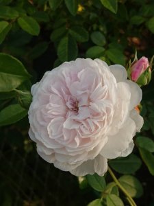 画像3: ジ　オルブライトン　ランブラー (3)