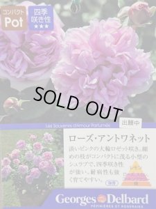 画像1: ローズ　アントワネット (1)