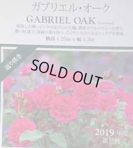 画像3: ガブリエル　オーク【Gabriel Oak】 (3)