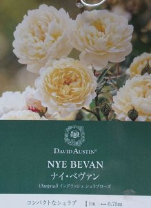 画像2: ナイベヴァン【Nye Bevan】 (2)