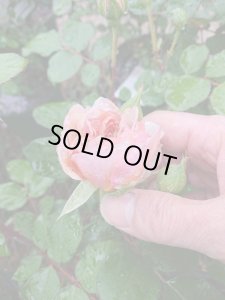 画像2: ブロドリー (2)