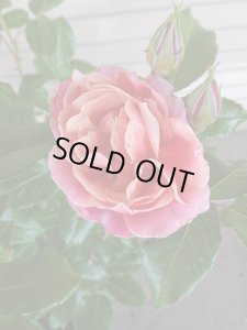 画像2: ピンク　ビンテージ (2)