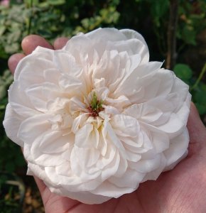 画像3: リドヴィナ【Lidwina】 (3)