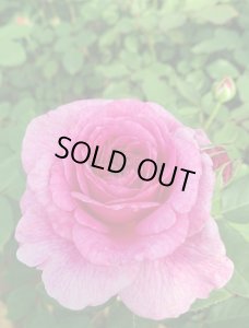 画像2: ガブリエル　オーク【Gabriel Oak】 (2)