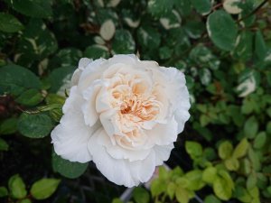 画像3: ワンピース【one-peace】 (3)