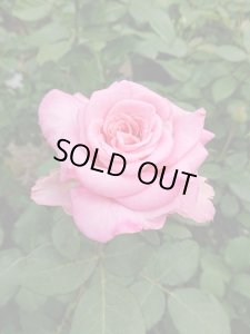 画像3: アシュリー【Ashley】 (3)