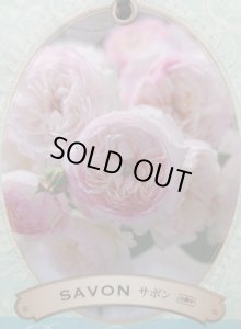 画像2: サボン (2)