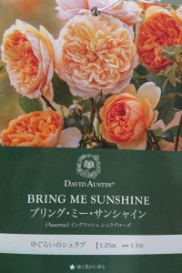 画像1: ブリング　ミー　サンシャイン【Bring Me Sunshine】 (1)