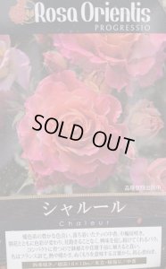 画像2: シャルール (2)