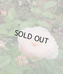 画像3: サボン (3)