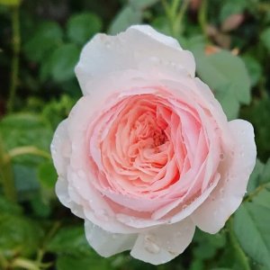 画像3: すずか【suzuka】 (3)