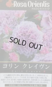 画像2: コリン クレイヴン (2)