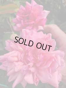 画像6: ボーテ　アンコンスタント 【Beauté Inconstante】 (6)