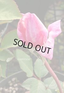 画像5: ボーテ　アンコンスタント 【Beauté Inconstante】 (5)