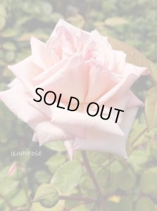 画像3: マドモアゼル・フランチェスカ・クルーガー【Mlle,Franziska Kruger】 (3)