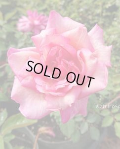 画像4: ボーテ　アンコンスタント 【Beauté Inconstante】 (4)