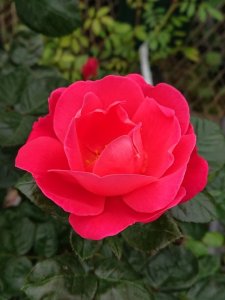 画像3: ピンクブリックハウス【Pink Brick House】 (3)