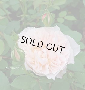 画像2: メアリー　マクダリン (2)