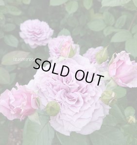 画像3: コリン クレイヴン (3)