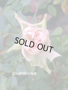 画像3: 七夕【たなばた】 (3)