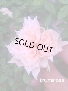 画像2: 七夕【たなばた】 (2)