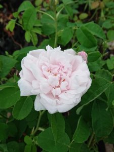 画像2: セリーナ　デュポ (2)