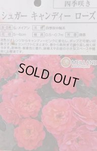 画像2: シュガーキャンディーローズ【Sugar CANDY ROSE】 (2)