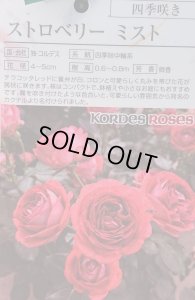 画像3: ストロベリーミスト【Strawberry Mist】 (3)