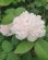 画像1: ホワイト　ジャック　カルチェ【White Jacques Cartier】 (1)