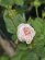 画像1: ローズ ドゥ モー ホワイト【Rose de Meaux White】 (1)