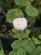 画像3: ローズ ドゥ モー ホワイト【Rose de Meaux White】 (3)