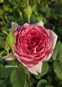 画像4: エマ　ブリッジウォーター【Emma Bridgewater】 (4)