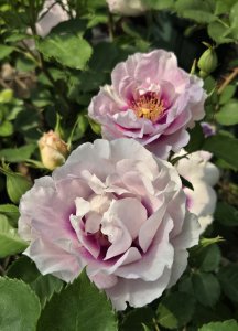 画像2: アイズ　フォー　ユー【Eyes for you】 (2)