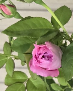 画像5: マダム　ルナヒー【Mme,Renahy】 (5)