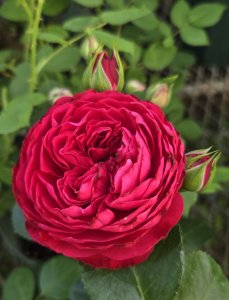 画像1: レッド　レオナルド　ダ　ヴィンチ【Red Leonarudo da Vinci】 (1)