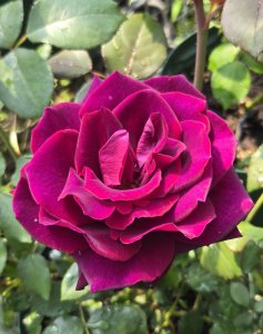 画像2: マーシー【Mercy】 (2)