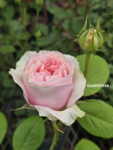 画像6: すずか【suzuka】 (6)