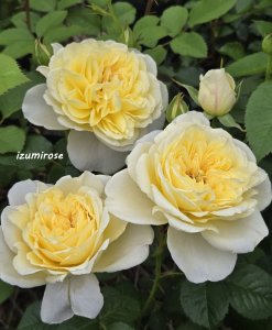画像1: 月うさぎ (1)