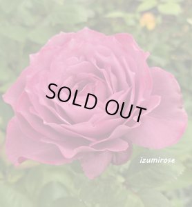 画像3: 恋いづな【こいいづな】 (3)