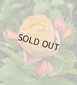 画像3: ベビー　ロマンチカ【Baby Romantica】 (3)