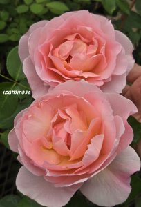 画像2: ベルストーリー (2)