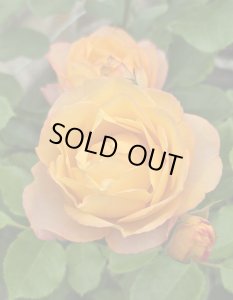 画像2: ベビー　ロマンチカ【Baby Romantica】 (2)