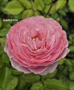 画像3: あやね【Ayane】 (3)