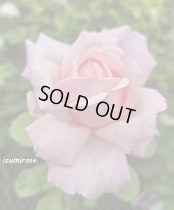 画像2: シェーンハイト【Schonheit】 (2)