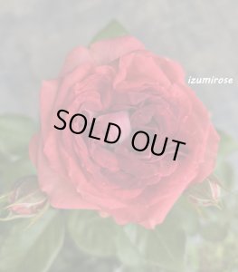 画像2: ストロベリーミスト【Strawberry Mist】 (2)