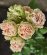 画像1: アンティーク　レース【Antique Lace】 (1)